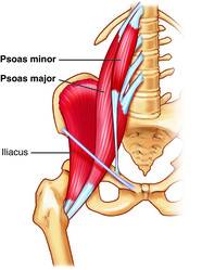 pregnancy muscles pelvis
